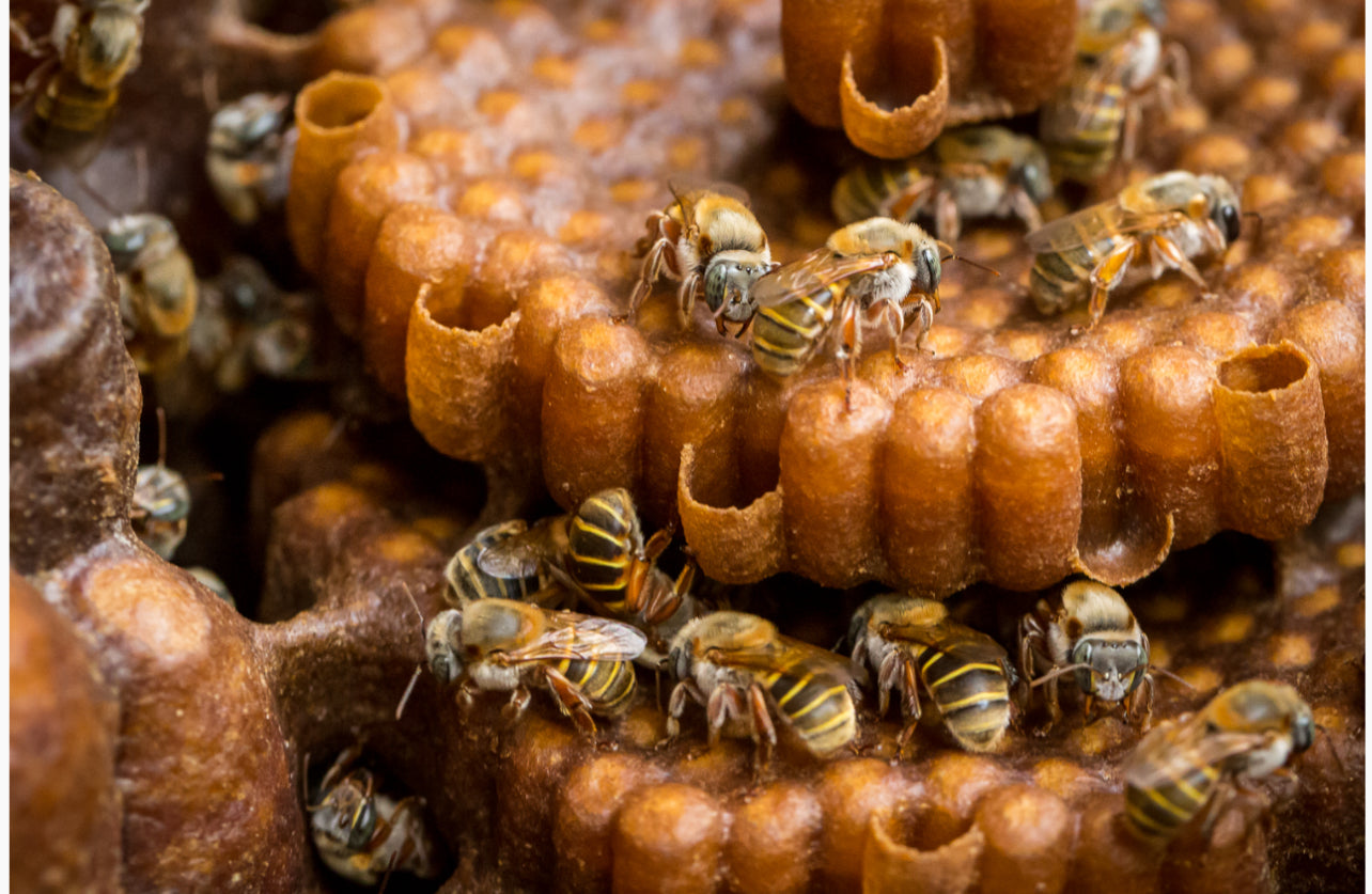 Mayan Sacred Honey