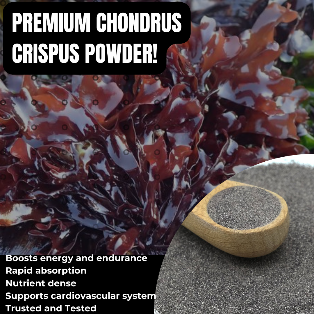 Chondrus Crispus Seamoss Powder