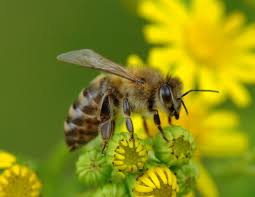 Mayan Sacred Honey